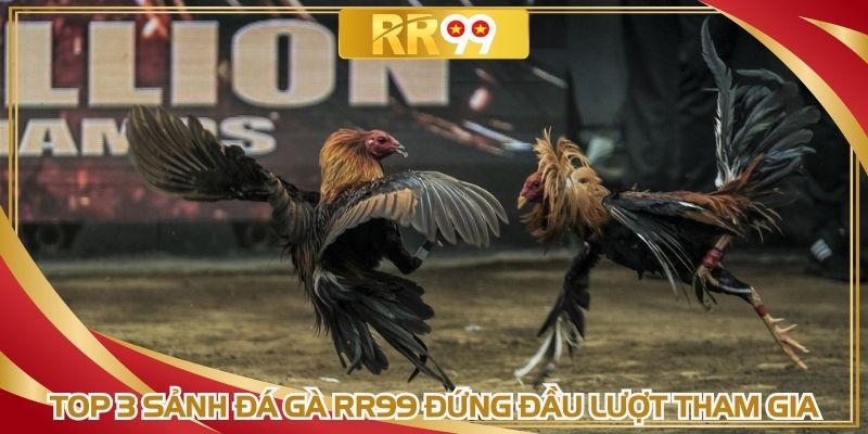Top 3 sảnh đá gà RR99 đứng đầu lượt tham gia